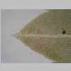 Leaf Apex 40er 01.jpg